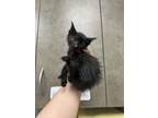 Adopt Granite a Domestic Short Hair