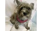 Adopt Gypsy dog a Schnauzer, Shih Tzu