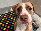 Adopt Sally a Pit Bull Terrier, Catahoula Leopard Dog