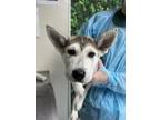 Adopt Leah a Husky, Shar-Pei