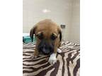Adopt Friday a Shepherd, Mixed Breed