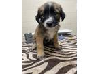 Adopt Funday a Shepherd, Mixed Breed