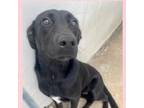 Adopt Darla a Black Labrador Retriever