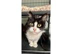 Adopt Cola a Domestic Medium Hair