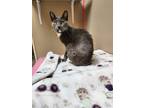 Adopt Hotcakes a Domestic Short Hair