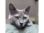 Adopt Lizzie a Domestic Short Hair