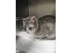 Adopt Izumi a Domestic Short Hair