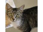 Adopt Sparrow a Domestic Short Hair