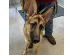 Adopt Daisy a German Shepherd Dog