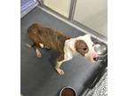 Adopt DA13 Bella a Pit Bull Terrier
