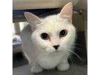 Adopt Hollie a Domestic Short Hair