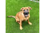 Adopt Applesauce a Black Mouth Cur, Mixed Breed