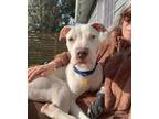 Adopt Clover a Pit Bull Terrier, Mixed Breed