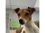 Adopt Lola a Parson Russell Terrier