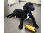 Adopt Skittles a Black Labrador Retriever