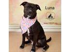 Adopt Luna a Pit Bull Terrier