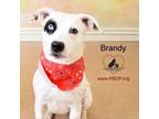 Adopt Brandy a Beagle
