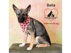 Adopt Bella a Norwegian Elkhound, Shepherd