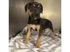 Adopt Bluey a Mixed Breed