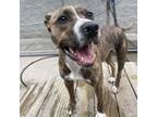 Adopt Evelyn a Mixed Breed