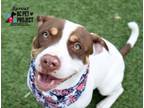 Adopt Sprout a Pit Bull Terrier, Mixed Breed
