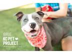 Adopt Brie a Pit Bull Terrier, Mixed Breed