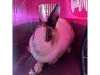 Adopt Mimzy (C000-223)- Chino Hills Location a Dutch