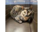 Adopt Carmen a Domestic Short Hair