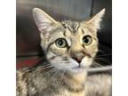 Adopt Zira a Domestic Short Hair