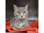 Adopt Meadow a Domestic Short Hair