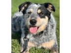 Adopt Molly D a Cattle Dog