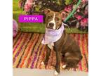 Adopt Pippa a Mixed Breed
