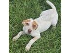 Adopt May a Labrador Retriever