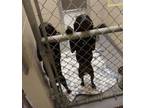 Adopt Magenta- Tag 61 a Labrador Retriever