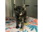 Adopt Figgy a Domestic Short Hair