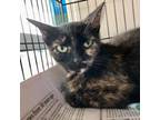 Adopt Khaleesi a Domestic Short Hair