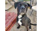 Adopt Josie a Boxer, Black Labrador Retriever