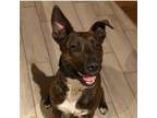 Adopt Chapa a Cattle Dog, Shepherd