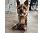 Adopt Bella May a Yorkshire Terrier