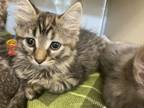 Adopt Temperance a Domestic Medium Hair, Domestic Short Hair