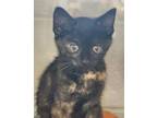 Adopt Patience a Domestic Short Hair
