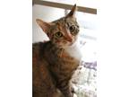 Adopt Mama Kitty a Domestic Short Hair