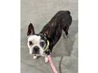 Adopt Mary Elizabeth a Boston Terrier