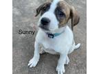 Adopt Sunny 24-04-139 a Cattle Dog, Mixed Breed