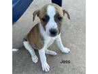 Adopt Jess 24-04-139 a Cattle Dog, Mixed Breed