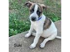 Adopt Suki 24-04-139 a Cattle Dog, Mixed Breed