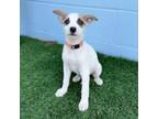 Adopt Summer 24-04-139 a Cattle Dog, Mixed Breed