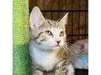 Adopt Gracie a Domestic Short Hair