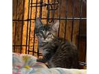 Adopt Annie a Domestic Short Hair