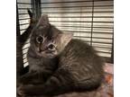 Adopt Emma a Domestic Short Hair